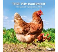 Calendrier 2026 Animaux de la Ferme Poule Coq Vache AVEC MAXI POSTER 30X60cm (tsh ap) + offert un agenda de poche