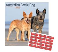 Calendrier 2026 avec autocollants pour chien de bétail australien | Calendrier mural carré | 16 mois | avec inscription en anglais