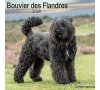CALENDRIER 2026 BOUVIER DES FLANDRES (av) - CHIEN DE RACE + offert un agenda de poche 2026