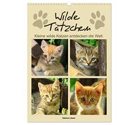 Calendrier 2026 · Chatons sauvages, petits chats sauvages découvrent le