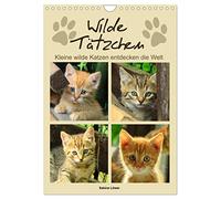 Calendrier 2026 · Chatons sauvages, petits chats sauvages découvrent le