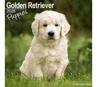 Calendrier 2026 Chiot Golden retriever (av) chien retriever + offert un agenda de poche 2026
