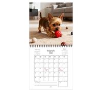 Calendrier 2026 des chiots de Yorkshire Terrier - Planificateur d'organisation animaux 21 x 21 cm, calendrier mural carré, calendrier mural 2026 12 fonctions, outil clé