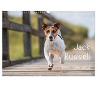 Calendrier 2026 · Jack Russell - Petit mais costaud