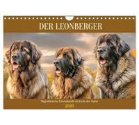 Calendrier 2026 · Le léonberg. Des chiens-lions majestueux sous les feux de