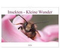 Calendrier 2026 · Les insectes - des petits miracles