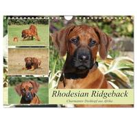 Calendrier 2026 · Rhodesian Ridgeback - Une charmante tête de mule venue