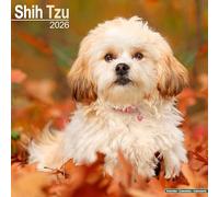 CALENDRIER 2026 SHIH TZU (av) - CHIEN DE RACE COMPAGNIE+ offert un agenda de poche 2026