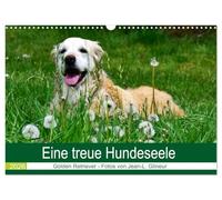 Calendrier 2026 · Une âme de chien fidèle - Golden Retriever