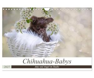 Calendrier 2027 · Bébés chihuahuas - Amy et Angel au studio | Des chiots chihuahuas âgés d'à peine 6 semaines lors de leur première séance… · DIN A4 paysage · CALVENDO Calendrier mural
