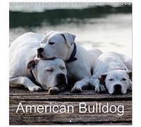 Calendrier 2027 · Bulldog américain