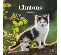 Calendrier 2027 chatons