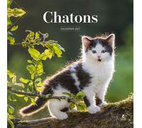 Calendrier 2027 chatons - Collectif - Place Des Victoires Eds - relié - Calendrier