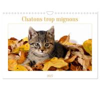 Calendrier 2027 · Chatons trop mignons