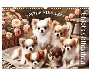 Calendrier 2027 · Chiots Chihuahua - Petits miracles | Une année de bonheur avec des Chihuahuas · DIN A3 paysage · CALVENDO Calendrier mural
