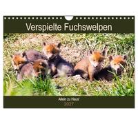Calendrier 2027 · Des chiots renards espiègles - « Seuls à la maison | Les renardeaux découvrent le monde · DIN A4 paysage · CALVENDO Calendrier mural