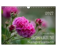 Calendrier 2027 · Des roses du Rosarium de Sangerhausen | Douze portraits de roses de Sangerhausen · DIN A4 paysage · CALVENDO Calendrier mural