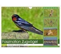Calendrier 2027 · Fascination des oiseaux migrateurs
