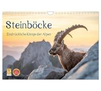 Calendrier 2027 · French Version · Les bouquetins : les impressionnants | rois des Alpes · Des bouquetins fiers dans les Alpes suisses · DIN A4 paysage · CALVENDO Calendrier mural
