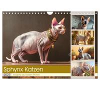 Calendrier 2027 · French Version · Les chats Sphinx. L'élégance à pas | feutrés · Découvrez la grâce et la personnalité des chats sphinx uniques dans… · DIN A4 paysage · CALVENDO Calendrier mural