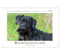 Calendrier 2027 · French Version · Schnauzer géant - des partenaires | fidèles · Schnauzer géant · des chiens de caractère avec beaucoup de cœur · DIN A4 paysage · CALVENDO Calendrier mural