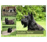 Calendrier 2027 · French Version · Terrier écossais - Charmantes Rauhbein | Scottish Terrier · Un compagnon joyeux et robuste · DIN A4 paysage · CALVENDO Calendrier mural