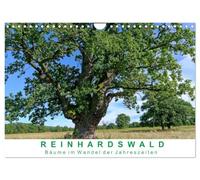 Calendrier 2027 · La forêt de Reinhard : les arbres au fil des saisons | Chênes et hêtres séculaires dans la forêt vierge de Sababurg · DIN A4 paysage · CALVENDO Calendrier mural