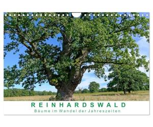Calendrier 2027 · La forêt de Reinhard : les arbres au fil des saisons | Chênes et hêtres séculaires dans la forêt vierge de Sababurg · DIN A4 paysage · CALVENDO Calendrier mural