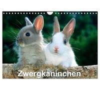 Calendrier 2027 · Lapin nain | De charmants lapins nains devant la caméra · DIN A4 paysage · CALVENDO Calendrier mural