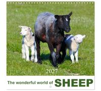 Calendrier 2027 · Le monde merveilleux des moutons | Moutons et agneaux vous accompagnent mois après mois tout au long de l'année · 30 × 30 cm carré · CALVENDO Calendrier mural