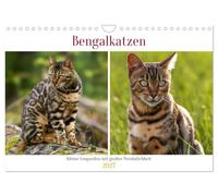 Calendrier 2027 · Les chats du Bengale : de petits léopards à la forte | personnalité · Deux jeunes chats bengals partent à la découverte de la nature · DIN A4 paysage · CALVENDO Calendrier mural