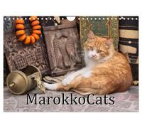 Calendrier 2027 · Les chats du Maroc | Portraits d'adorables chats marocains · DIN A4 paysage · CALVENDO Calendrier mural