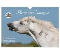 Calendrier 2027 · Les chevaux de Camargue - Un cheval gris dans le delta du | Rhône · Les célèbres chevaux blancs symbolisent la liberté, la nature sauvage… · DIN A4 paysage · CALVENDO Calendrier mural