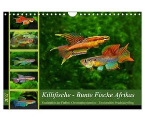 Calendrier 2027 · Les killifs - poissons multicolores d'Afrique