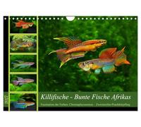 Calendrier 2027 · Les killifs - poissons multicolores d'Afrique | La fascination des couleurs : Chromaphyosemion · bichromate à deux bandes · DIN A4 paysage · CALVENDO Calendrier mural