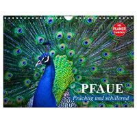 Calendrier 2027 · Les paons. Magnifiques et chatoyants | Un phénomène et une merveille de couleurs dans un plumage somptueux · DIN A4 paysage · CALVENDO Calendrier mural