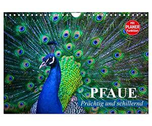 Calendrier 2027 · Les paons. Magnifiques et chatoyants | Un phénomène et une merveille de couleurs dans un plumage somptueux · DIN A4 paysage · CALVENDO Calendrier mural