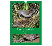 Calendrier 2027 · Les passereaux à l'orée de la vie