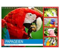 Calendrier 2027 · Les perroquets. Les aras aux couleurs vives et compagnie | Des beautés pleines d'esprit dans un plumage chatoyant · DIN A4 paysage · CALVENDO Calendrier mural