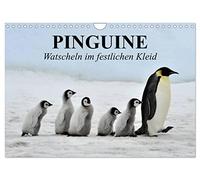 Calendrier 2027 · Les pingouins - Se dandinent dans leurs habits de fête | Les manchots royaux dans leur habitat naturel · DIN A4 paysage · CALVENDO Calendrier mural