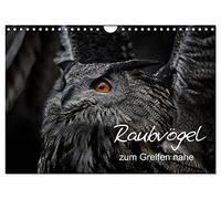 Calendrier 2027 · Les rapaces à portée de main | Portraits de rapaces · DIN A4 paysage · CALVENDO Calendrier mural