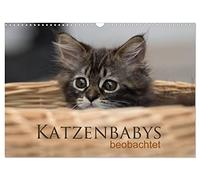 Calendrier 2027 · Observation de chatons | Treize photos adorables de ces adorables chatons · Capturés par l'objectif, ils… · DIN A3 paysage · CALVENDO Calendrier mural