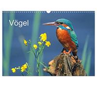 Calendrier 2027 · Oiseaux | Les oiseaux devant l'objectif · DIN A3 paysage · CALVENDO Calendrier mural