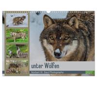 Calendrier 2027 · parmi les loups | Une année passée à suivre les loups à travers l'objectif · DIN A3 paysage · CALVENDO Calendrier mural