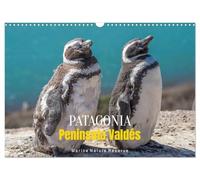 Calendrier 2027 · Patagonie, Péninsule Valdés - Réserve naturelle marine
