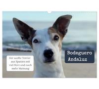 Calendrier 2027 · Ratonero Bodeguero Andaluz | De la fourrure, du charme et des répliques qui font mouche · DIN A3 paysage · CALVENDO Calendrier mural