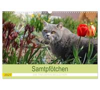 Calendrier 2027 · Samtpfötchen - Les compagnons les plus fidèles 2027 | Ce calendrier consacré aux chats dévoile, mois après mois, un nouveau chat à… · DIN A3 paysage · CALVENDO Calendrier mural