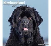 CALENDRIER 2027 TERRE NEUVE (av) - CHIEN DE RACE TERRE NEUVE + offert un agenda de poche 2027