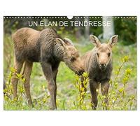 Calendrier 2027 · Un élan de tendresse | Le plus gros des cervidés d'Europe et son petit · DIN A3 paysage · CALVENDO Calendrier mural