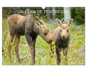Calendrier 2027 · Un élan de tendresse | Le plus gros des cervidés d'Europe et son petit · DIN A3 paysage · CALVENDO Calendrier mural